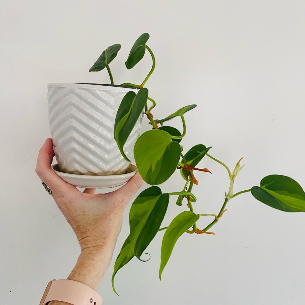 Philodendron Brazil Plant